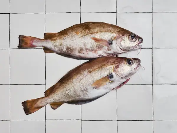 Deux poissons tacauds frais, prêts à être cuisinés, reposent sur un carrelage blanc.