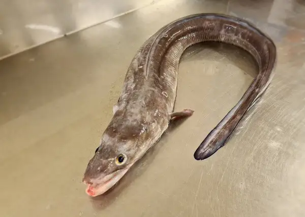 Un congre frais, prêt pour une délicieuse recette. Sa peau marbrée et sa forme serpentine invitent à la préparation d'un plat savoureux.